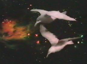 GULLS....IN....SPAAAAAAAAACE!!!!